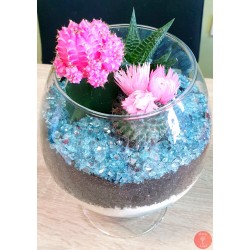 Terariu plante suculente
