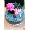 Terariu plante suculente
