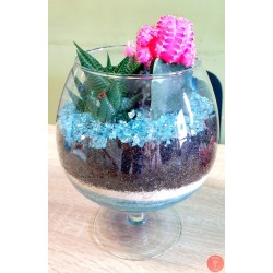 Terariu plante suculente