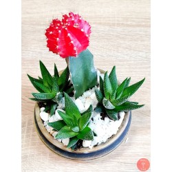 Desert