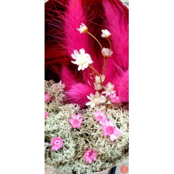 Pink Wonderland