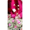 Pink Wonderland