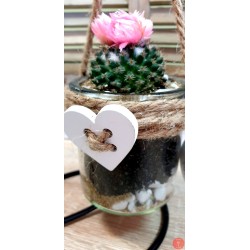 Cactus in jar