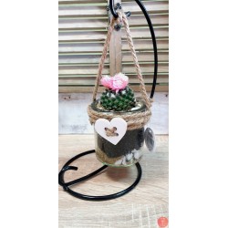Cactus in jar