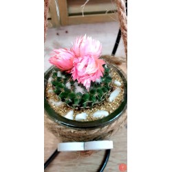 Cactus in jar