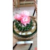 Cactus in jar
