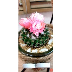 Cactus in jar