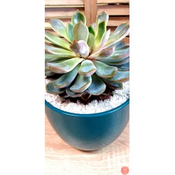 Echeveria Agavoides