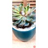 Echeveria Agavoides