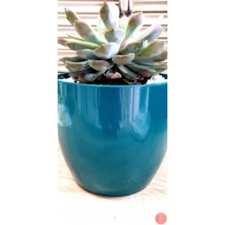 Echeveria Agavoides