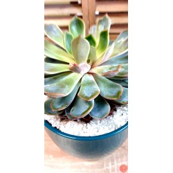 Echeveria Agavoides