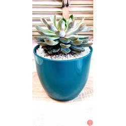 Echeveria Agavoides