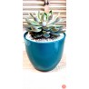 Echeveria Agavoides