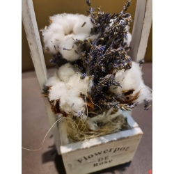 Lavander