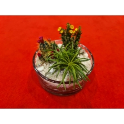 Plante suculente