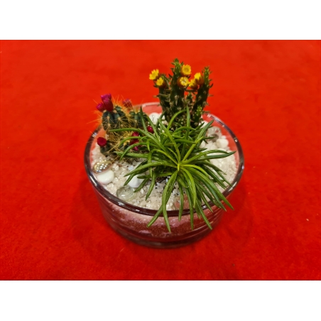 Plante suculente