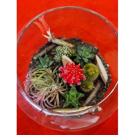 Terariu plante suculente