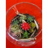 Terariu plante suculente