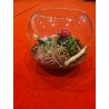 Terariu plante suculente