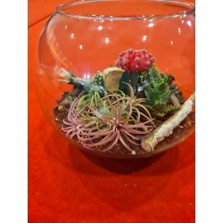 Terariu plante suculente