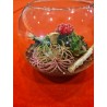 Terariu plante suculente