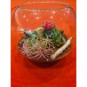 Terariu plante suculente