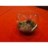 Terariu plante suculente