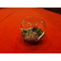 Terariu plante suculente