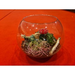 Terariu plante suculente
