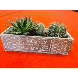 Plante suculente Family
