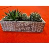 Plante suculente Family