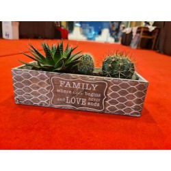 Plante suculente Family