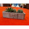 Plante suculente Family