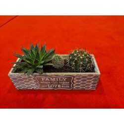 Plante suculente Family