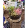 Terariu cu plante suculente 2.0