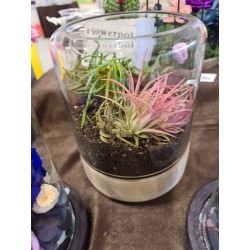 Terariu cu plante suculente 2.0
