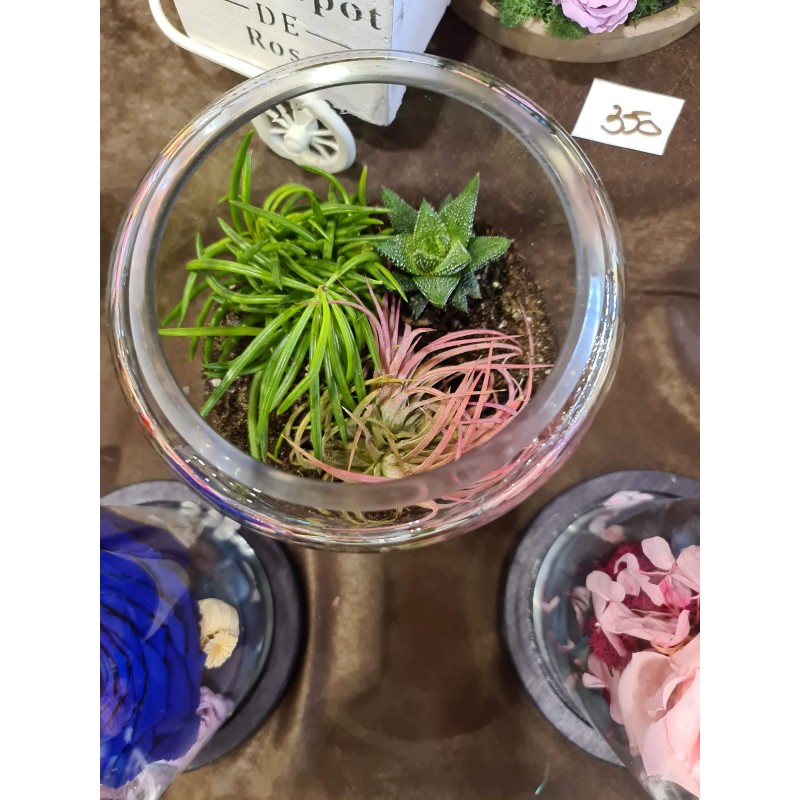 Terariu cu plante suculente 2.0