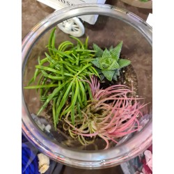 Terariu cu plante suculente 2.0