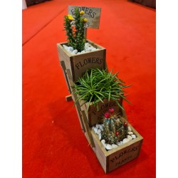 Plante suculente  - Flower