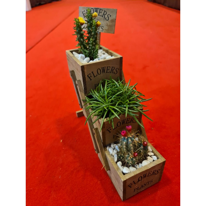 Plante suculente  - Flower