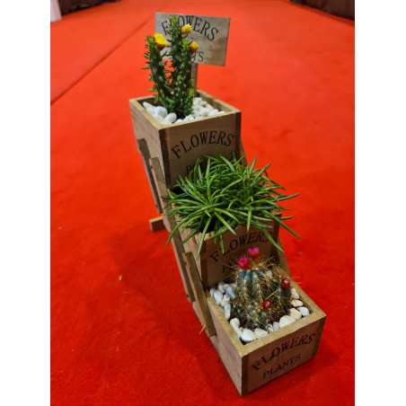 Plante suculente - Flower