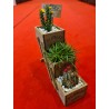 Plante suculente  - Flower