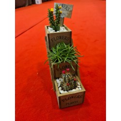 Plante suculente  - Flower
