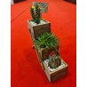 Plante suculente  - Flower