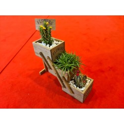 Plante suculente  - Flower