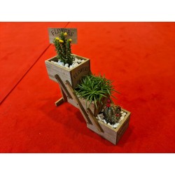 Plante suculente  - Flower