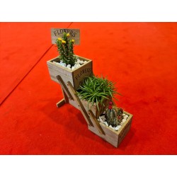 Plante suculente  - Flower