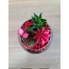 Terariu plante suculente - Rosu