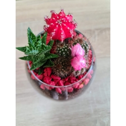 Terariu plante suculente - Rosu