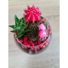 Terariu plante suculente - Rosu